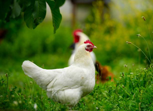 istock chicken in grass on a farm 639496800