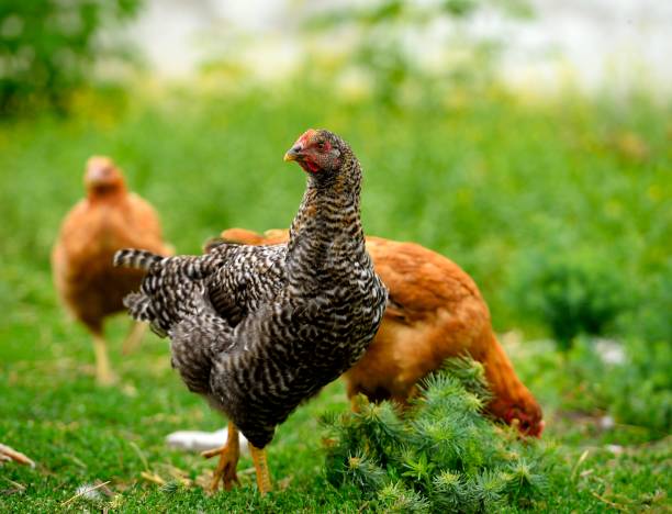 istock chicken in grass on a farm 639496940