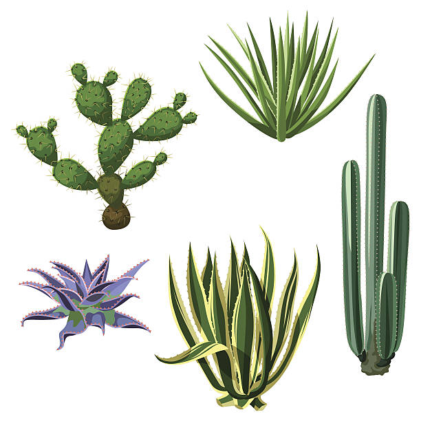 istock Cactuses and succulents set. Plants of desert 639497136