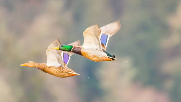 istock Two colorful ducks flying over a pond 639497682