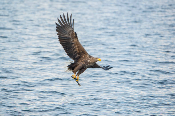 인명별 꼬리 흰죽지참수리 (haliaeetus albicill) 찾는 고기잡이 - white tailed eagle sea eagle eagle sea 뉴스 사진 이미지