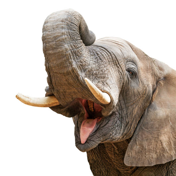 elefant mund öffnen trunk up closeup - elefant stock-fotos und bilder