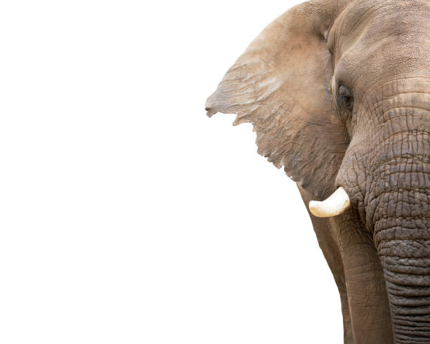 istock Elephant Closeup Cropped With Copy Space 639498984
