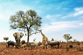 African Safari Animals Meeting Together Around Tree