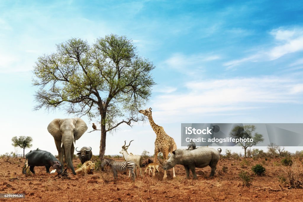 African Safari Animals Meeting Together Around Tree Conceptual image of common African safari wildlife animals meeting together around a tree in Kruger National Park Animal Stock Photo