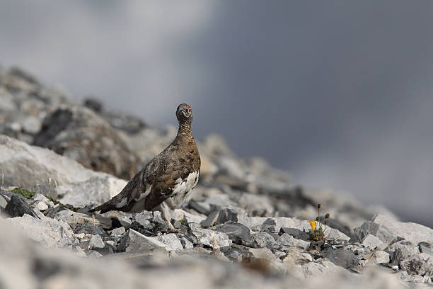istock Rock ptarmigan 639499688