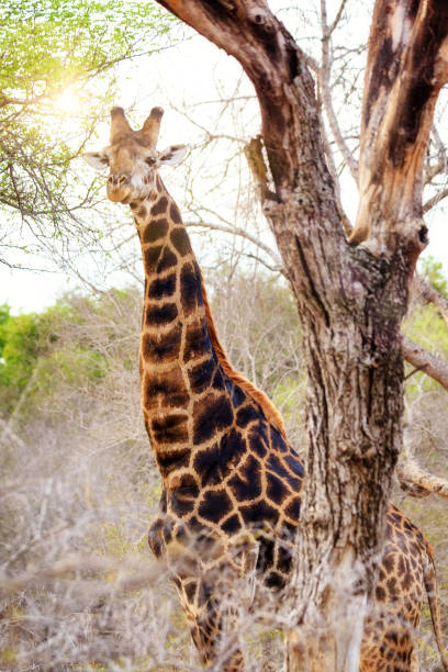 girafe avec éruption de soleil - kruger national park flash photos et images de collection