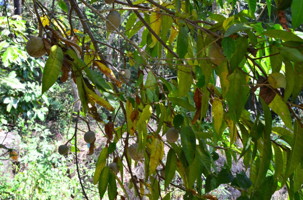 Custard Apple plant with fruits