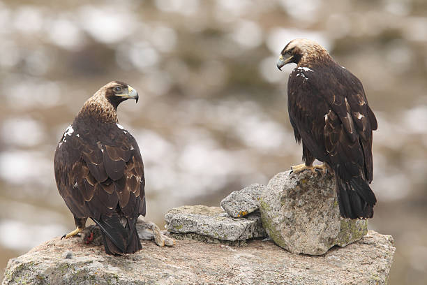 Eagles Spanish iberian eagle and golden eagle aquila heliaca stock pictures, royalty-free photos & images