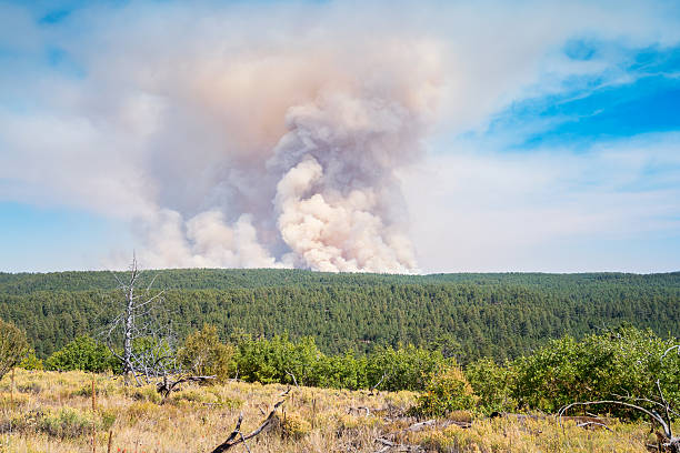 Free Stock Photo of Massive Smoke Cloud Rising From Forest | Download ...