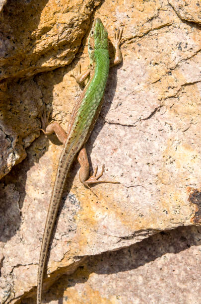 istock European green lizard on granite 639502434