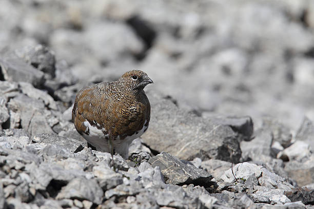 istock Rock ptarmigan 639502522