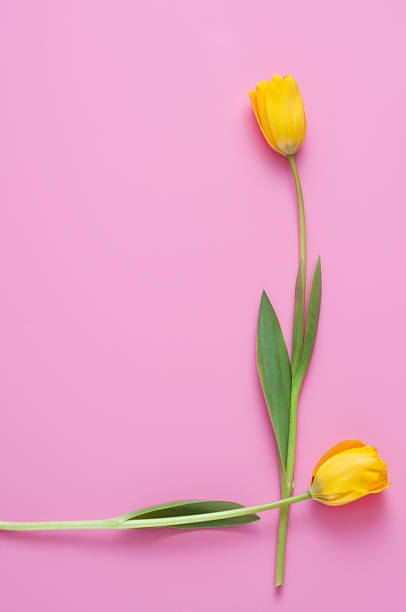 istock Tulip on pink background 639502624