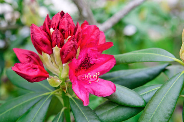 istock Beautiful red Rhododendron. 639503270