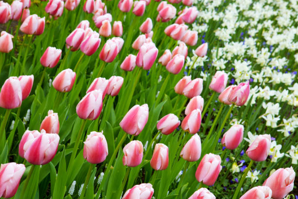 istock White and pink tulips background. 639503500