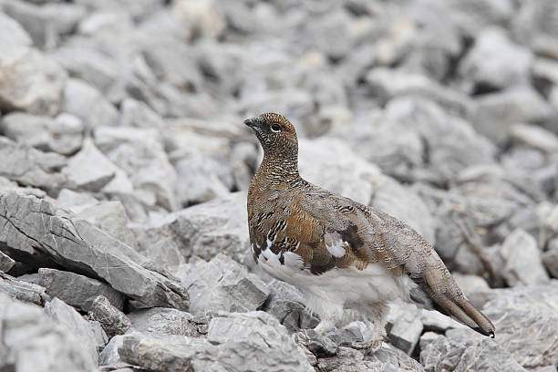 istock Rock ptarmigan 639503814