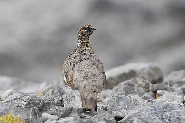 istock Rock ptarmigan 639503962