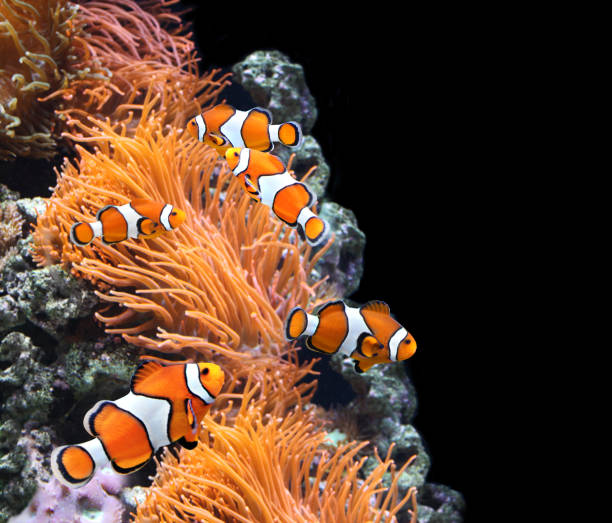 istock Sea anemone and clown fish 639504076