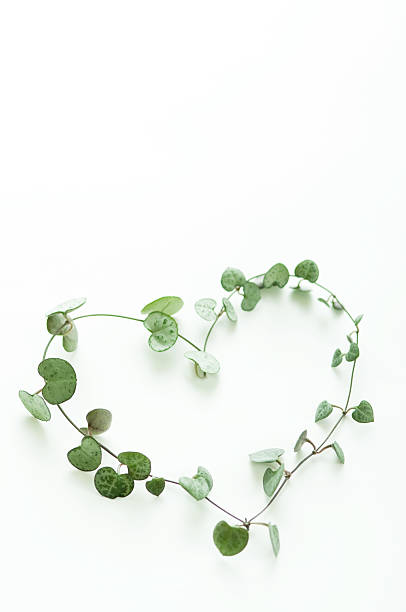 istock Heart shape ivy 639504218