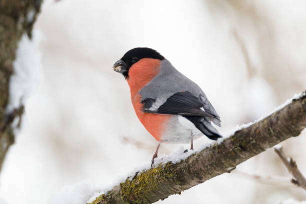 istock Eurasian bullfinch 639504222