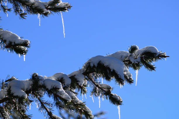 istock Snow Covered Pine Branches with Icycles Idaho USA 639504566