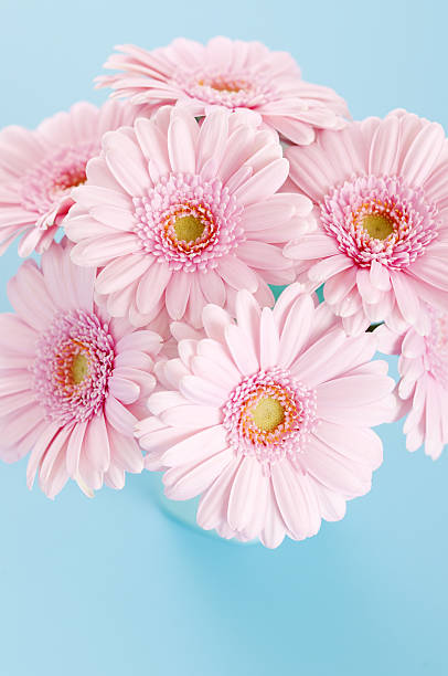 istock Pink gerbera flower 639505038