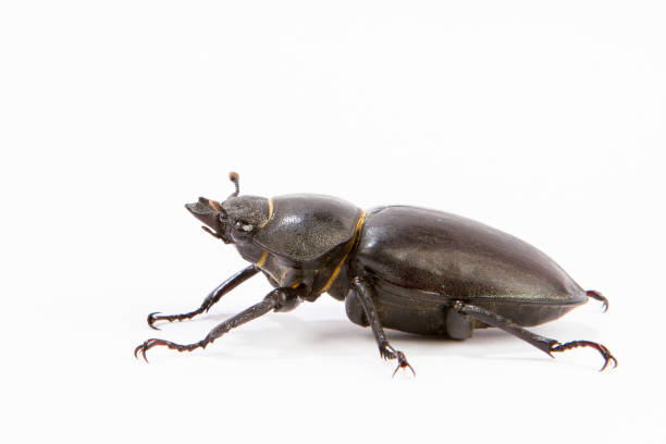 istock Female Stag Beetle isolated on white 639505624