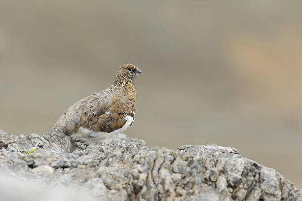 istock Rock ptarmigan 639506662
