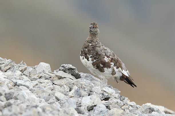 istock Rock ptarmigan 639506994