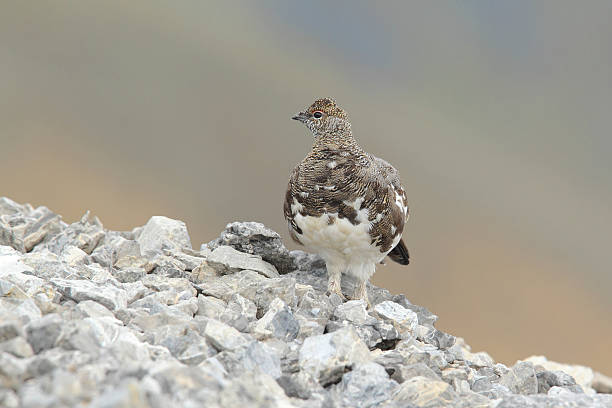 istock Rock ptarmigan 639507398