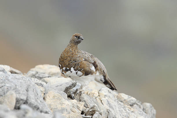 istock Rock ptarmigan 639507470