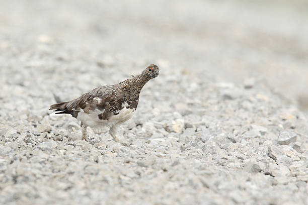 istock Rock ptarmigan 639507900