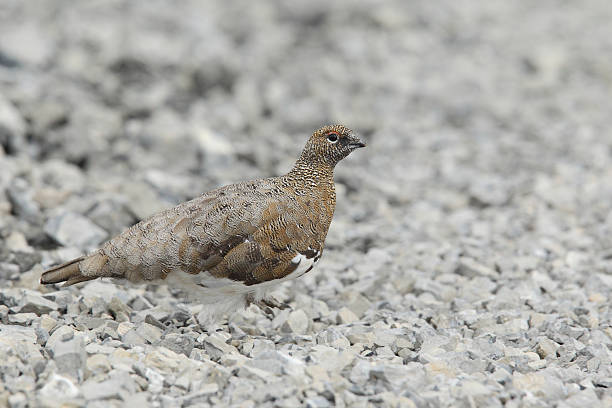 istock Rock ptarmigan 639508042