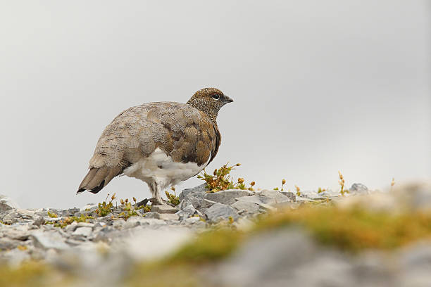 istock Rock ptarmigan 639508248