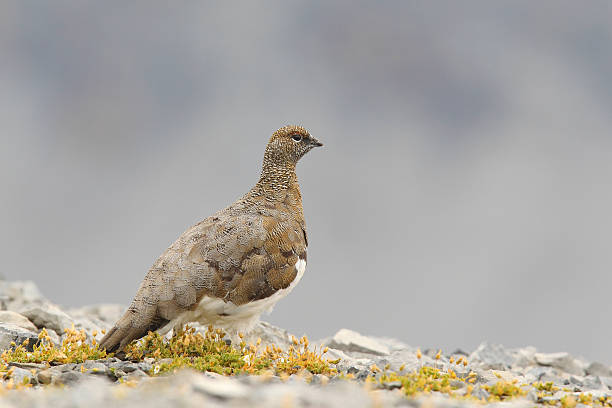 istock Rock ptarmigan 639508470