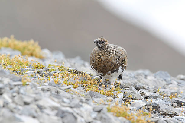istock Rock ptarmigan 639508798