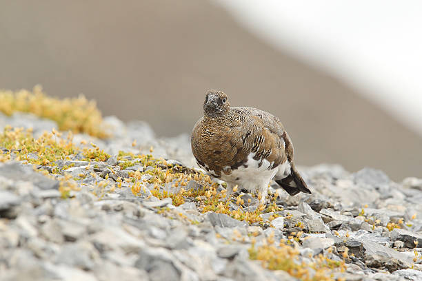 istock Rock ptarmigan 639508924