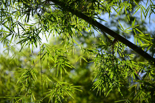 istock fresh green natural light background 639509716