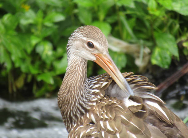 istock Limpkin Cleaning Feathers in River 639511164