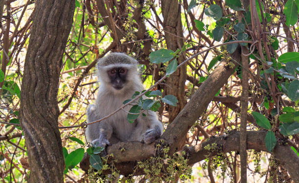 istock Vervet Monkey in a tree with victoria falls in background 639511300