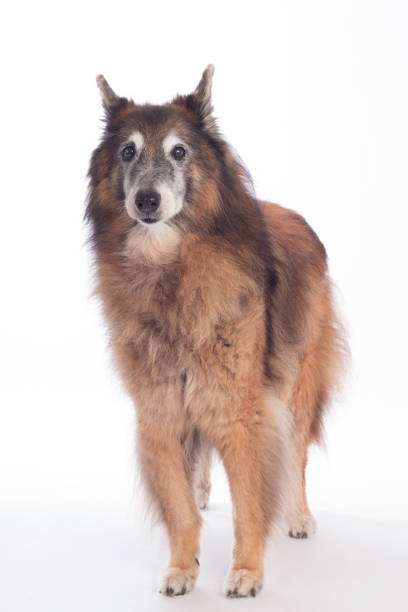 istock Dog, Belgian Shepherd Tervuren, studio background 639513330