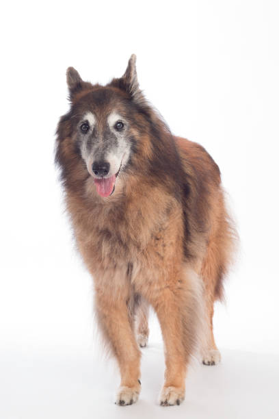 istock Senior dog, Belgian Shepherd Tervuren, white studio background 639513356
