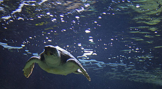 sea turtle swimming in the seawater