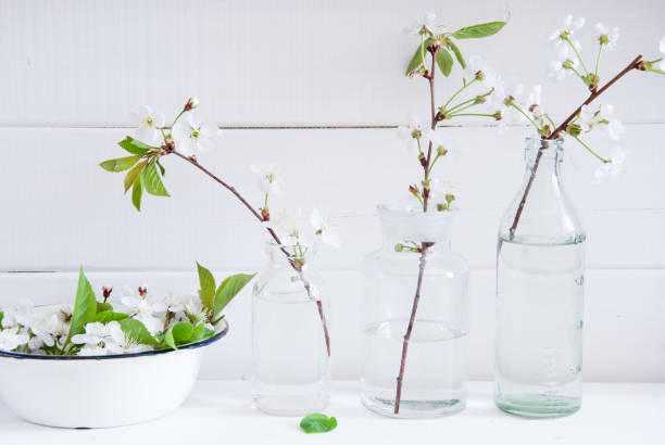 istock Blossoming cherry on a white wooden background 639516070