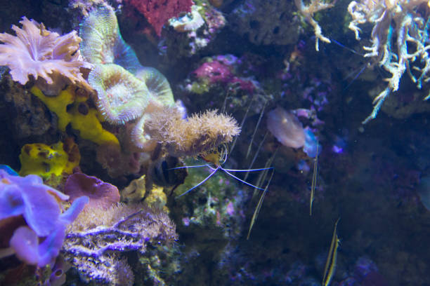 istock salt water aquarium shrimp 639516146