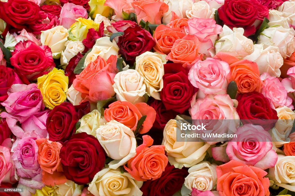 Colorful roses background Colorful roses background. A bunch of colorful roses close up. Rose - Flower Stock Photo