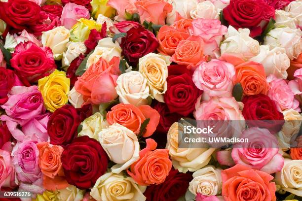 Colorful Roses Background Stock Photo - Download Image Now - Rose - Flower, Multi Colored, Color Image