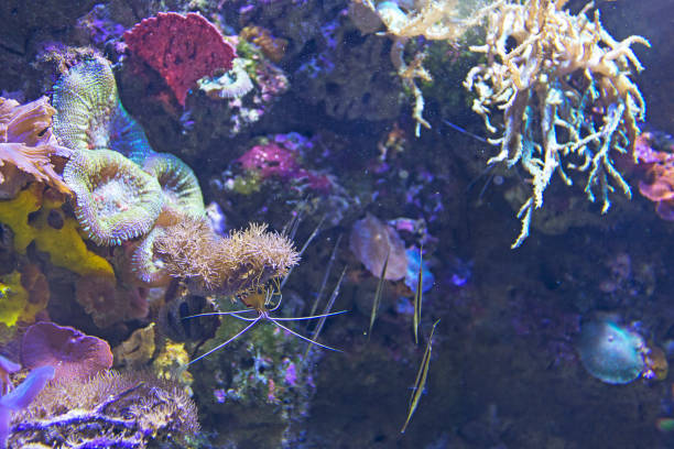 istock salt water aquarium shrimp 639516444