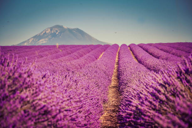 istock Lavender field in Provence 639516890