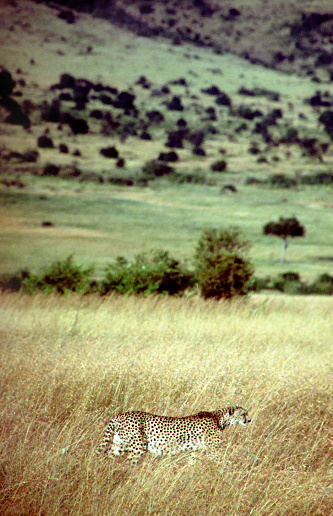 Cheetah (Acinonyx jubatus) hunting on the savannah, Masai Mara, Kenya